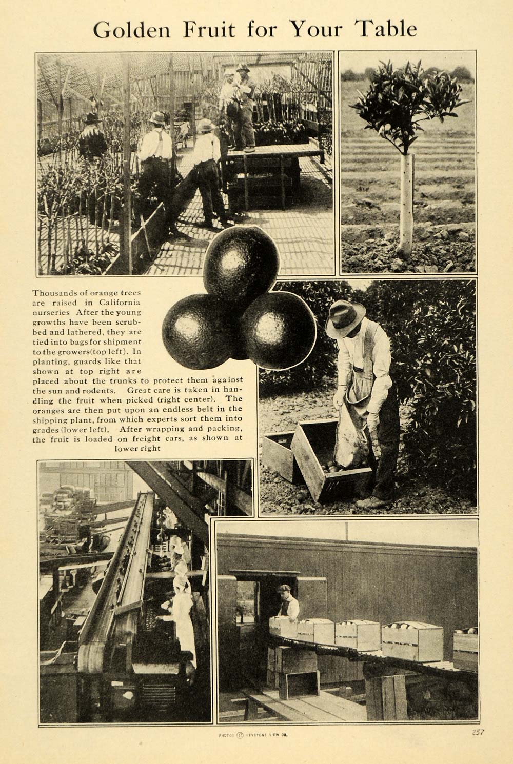 1920 Print Fruit Produce California Orange Tree Nursery ORIGINAL HISTORIC ILW2