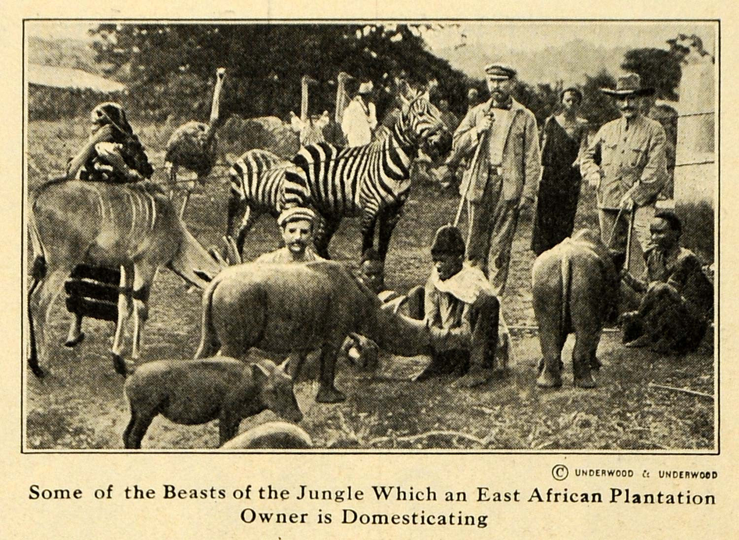 1920 Print Jungle Animals Beast Africa Zebra Elephant - ORIGINAL HISTORIC ILW2 - Period Paper
