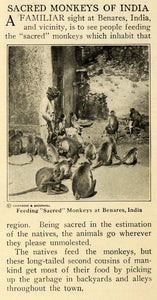 1920 Article Sacred Monkeys India Benares Feeding Food ORIGINAL HISTORIC ILW2