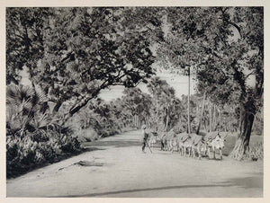 1928 Road Man Cattle Buddha Gaya Bodhgaya India Print - ORIGINAL IN1