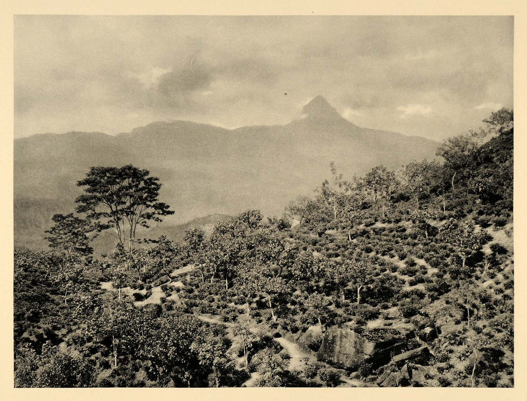 1929 Photogravure Tea Plantation Sri Lanka Adam's Peak Sri Pada Footprint Buddha - Period Paper
