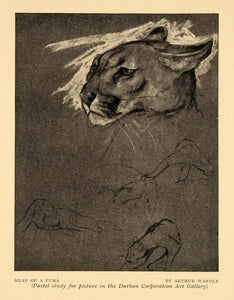 1911 Print Puma Head Study Charcoal Durban Art Gallery ORIGINAL HISTORIC INS2