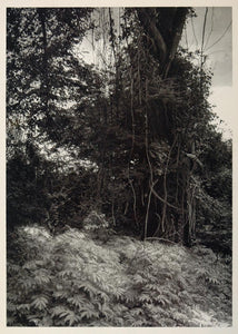 1937 Forest Trees Mazandaran Province Iran Photogravure - ORIGINAL IR1
