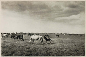 1937 Horse Colt Turkish Steppe Prairie Caspian Sea Iran - ORIGINAL IR1