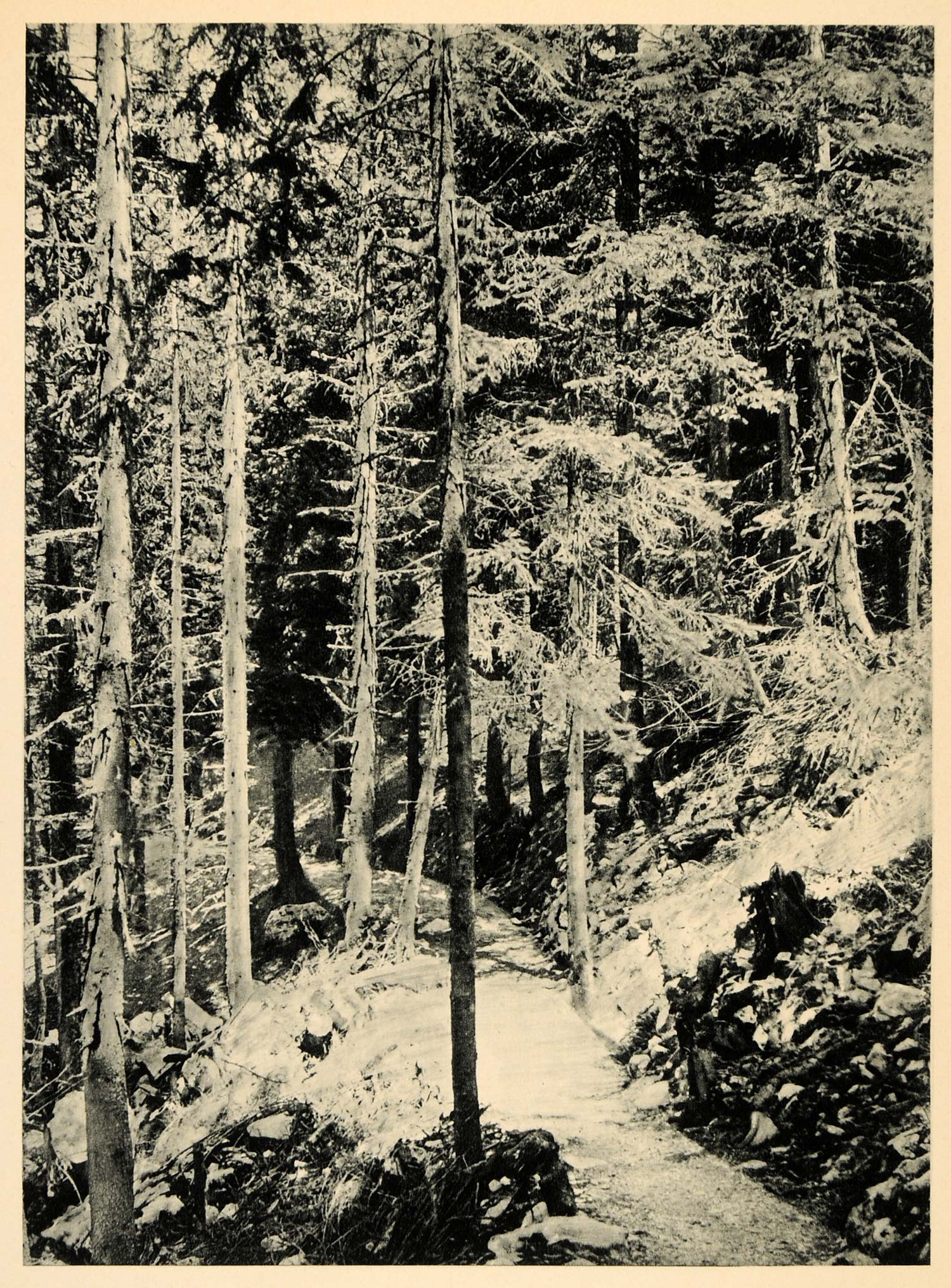 1927 Merano Meran Italy Italian Forest Woods Landscape - ORIGINAL IT3