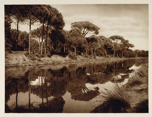 1925 Pinewoods Pineta Pinienwald Pinos Ravenna Italy - ORIGINAL ITALY