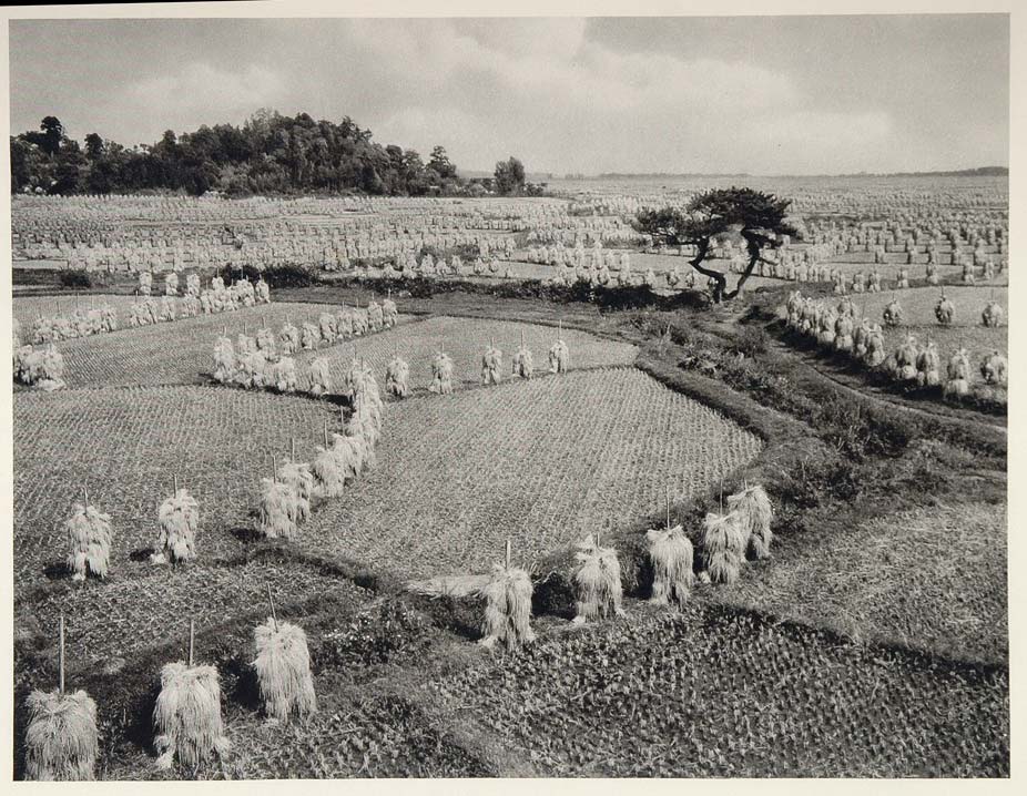 1930 Rice Field Paddy Paddies Oga Peninsula Hondo Japan - ORIGINAL JAPAN2