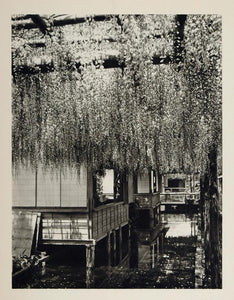 1930 Japanese Garden Glycinias Flowers Kameido Tokyo - ORIGINAL PHOTOGRAVURE JK1