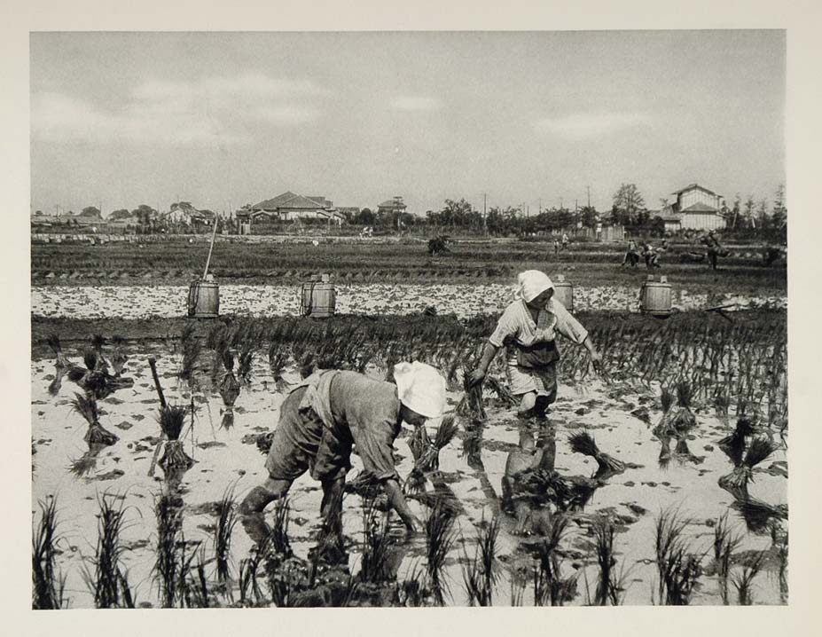 1930 Japanese Women Planting Rice Field Paddy Japan - ORIGINAL PHOTOGRAVURE JK1