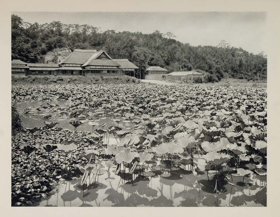1930 Photogravure Aquatic Lotus Flower Nelumbo Nucifera Pond Kanazawa Japan JK1