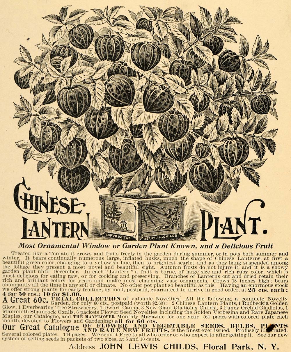 1897 Ad Chinese Lantern Plant Garden Fruit John Childs - ORIGINAL LHJ3