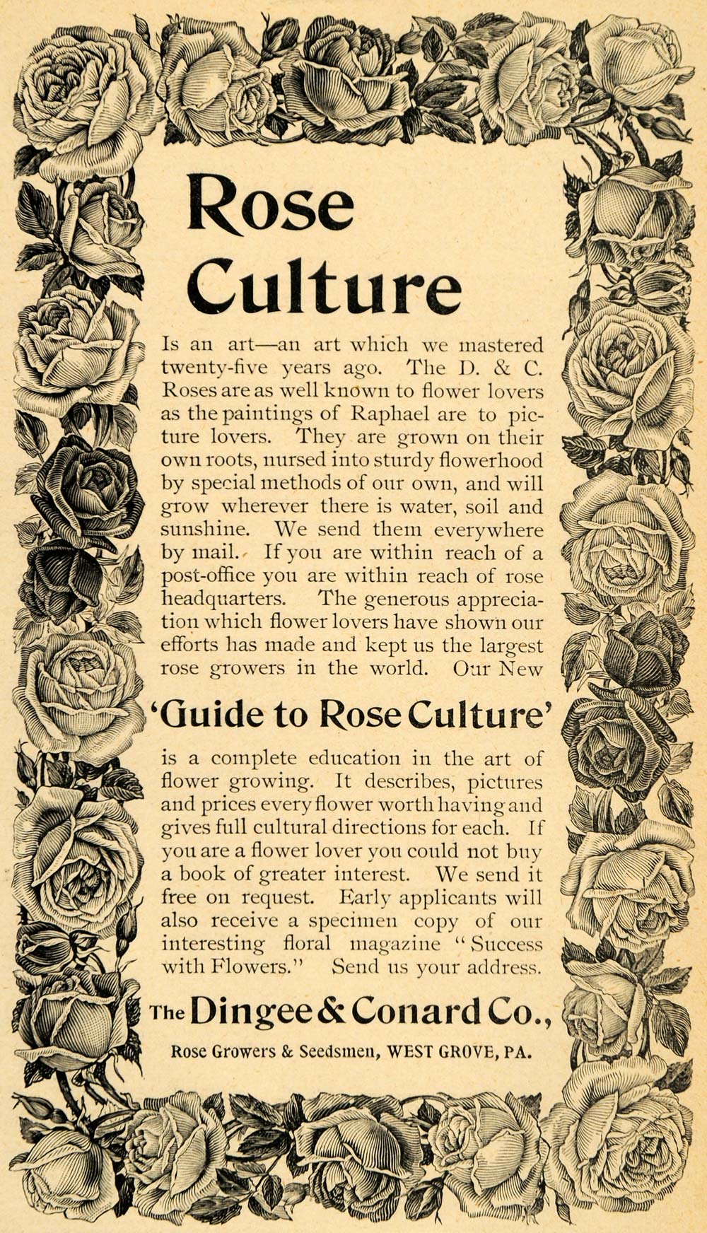 1893 Ad Dingee Conard Co. Rose Growers Culture Flowers Seedsman Seed LHJ4