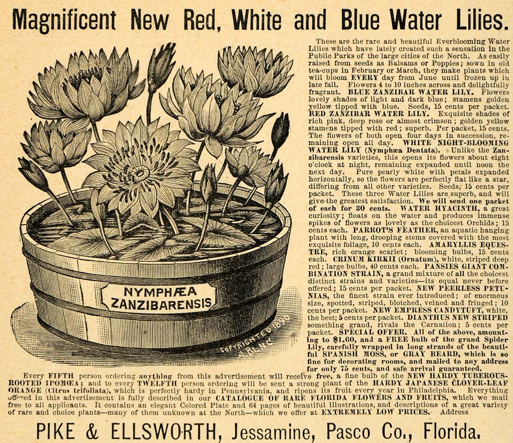 1892 Ad Pike Ellsworth Nymphaea Zanzibarensis Flowers Plant Lily Hyacinth LHJ4