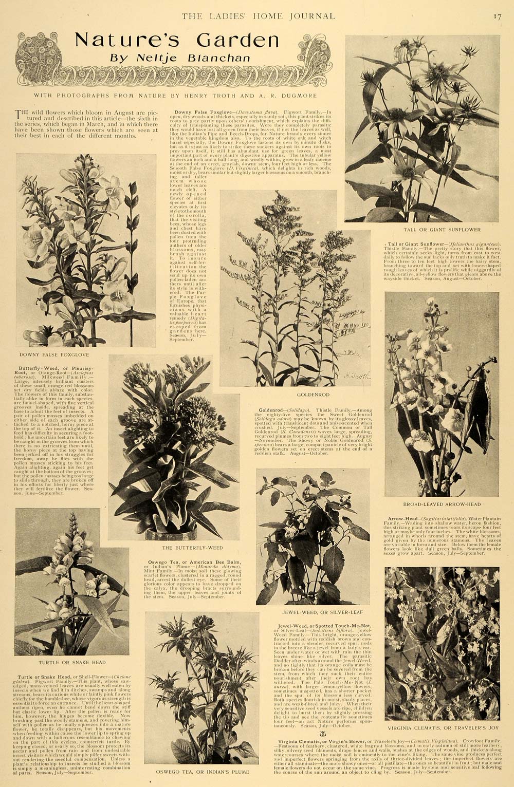 1899 Article Nature's Garden Neltje Blanchan Dugmore Flower Goldenrod Plume LHJ5