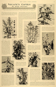 1899 Article Nature's Garden Neltje Blanchan Dugmore Flower Goldenrod Plume LHJ5
