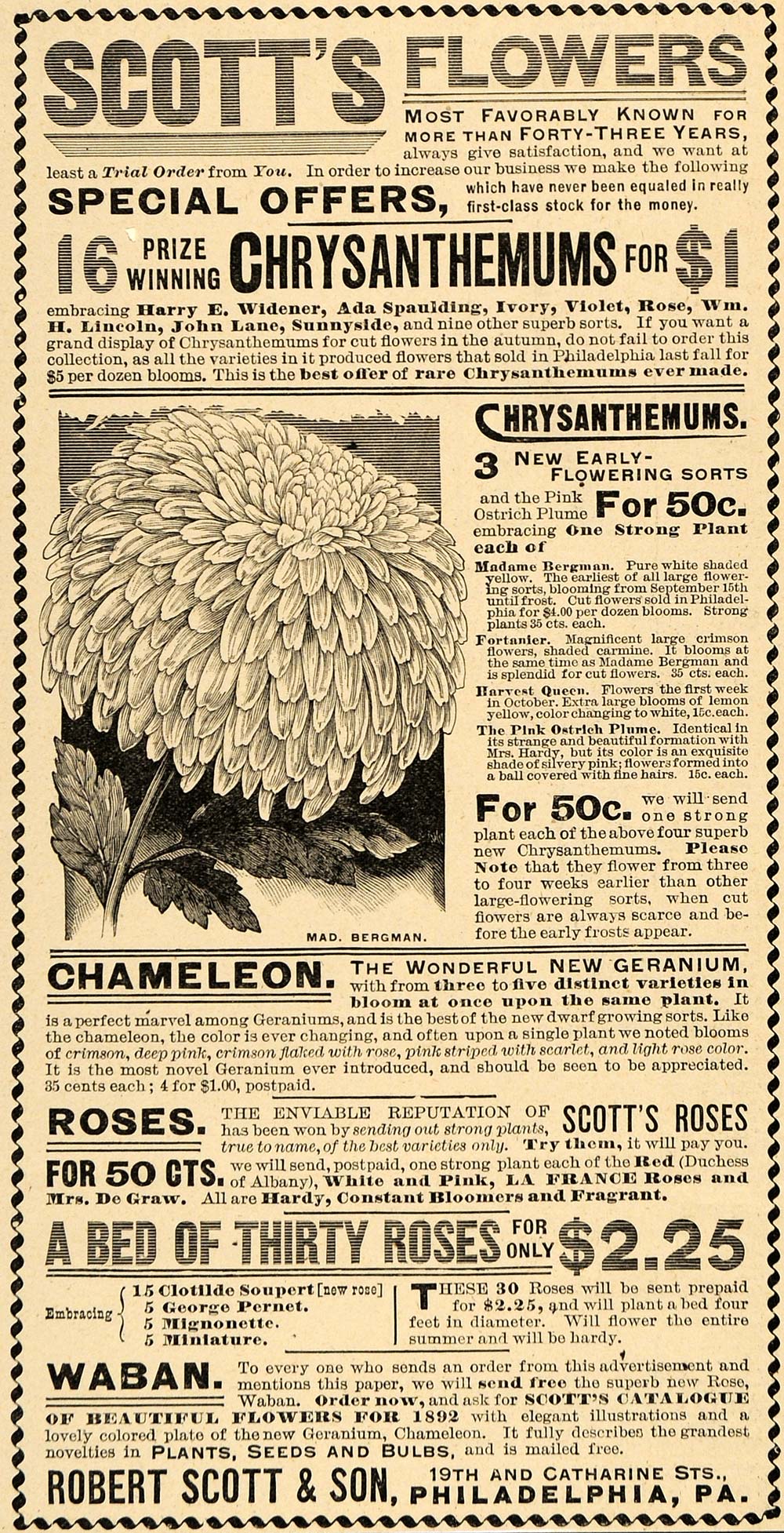 1892 Ad Robert Scott & Son Flowers Chrysanthemums Plant Chameleon Geranium LHJ6