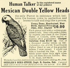 1906 Ad Geisler's Bird Store Mexican Double Yellow Head Talking Parrot Pet LHJ6