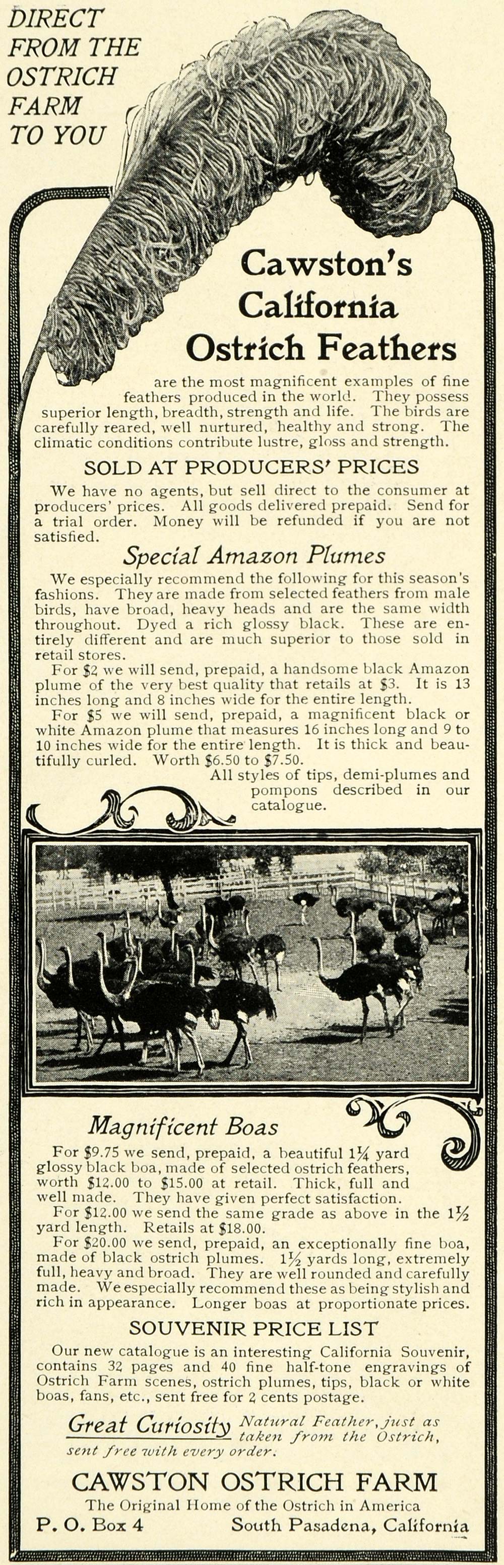 1902 Ad Cawston California Ostrich Farm Feathers Boas Fashion South LHJ6