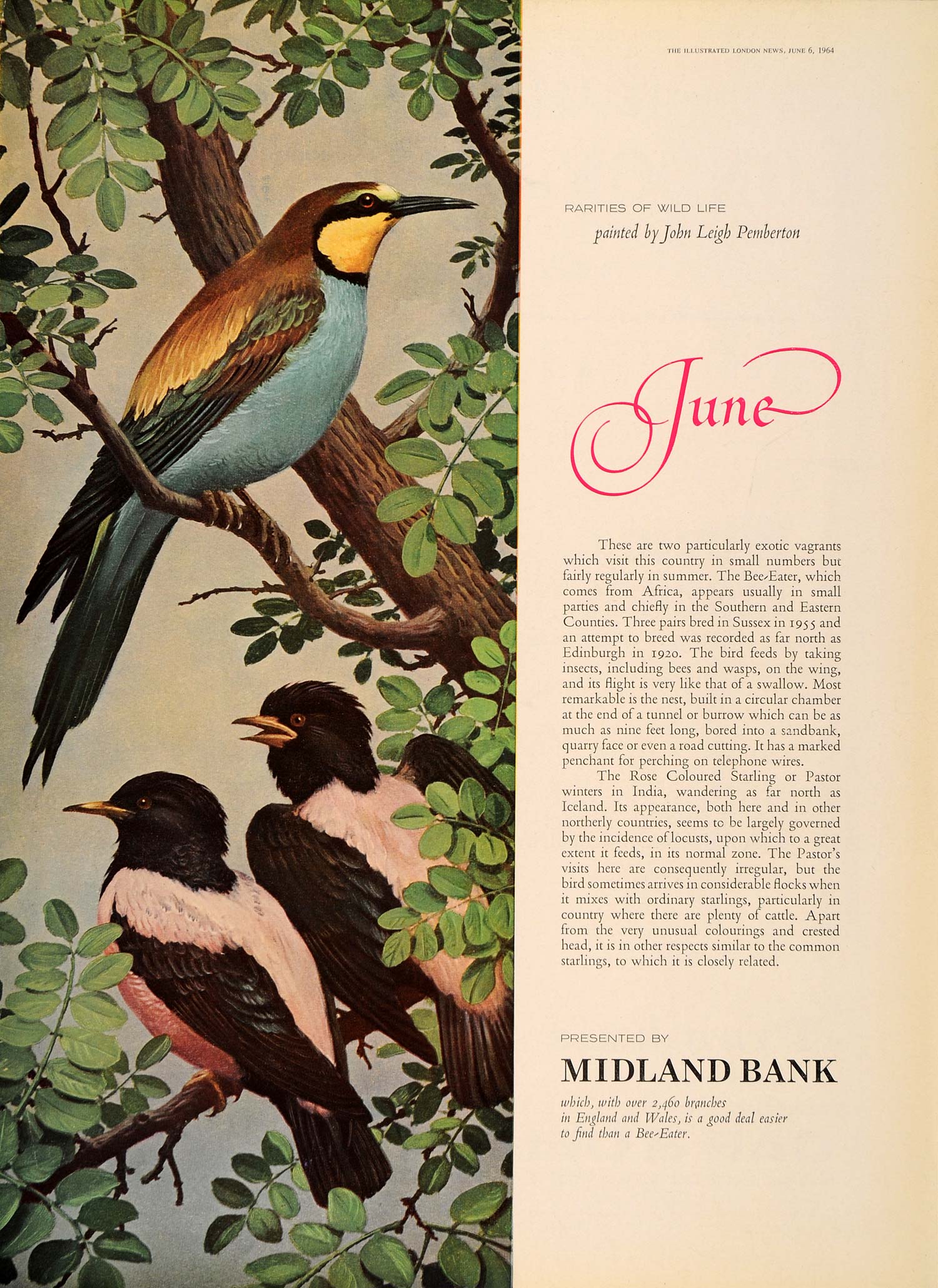 1964 Ad Midland Bank John Leigh-Pemberton Bird Starling - ORIGINAL LN1