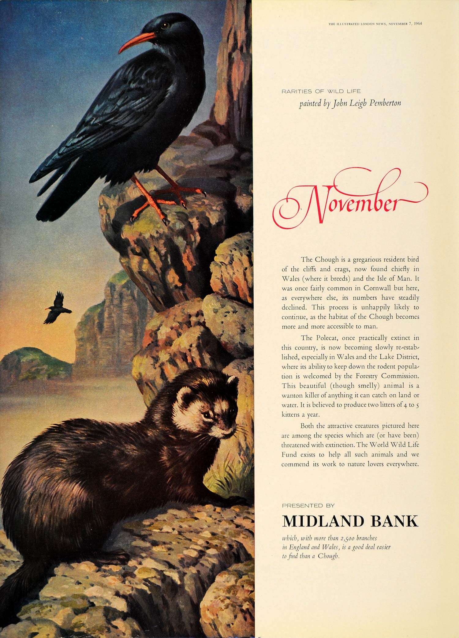 1964 Ad Midland Bank John Leigh-Pemberton Bird Chough - ORIGINAL ADVERTISING LN1