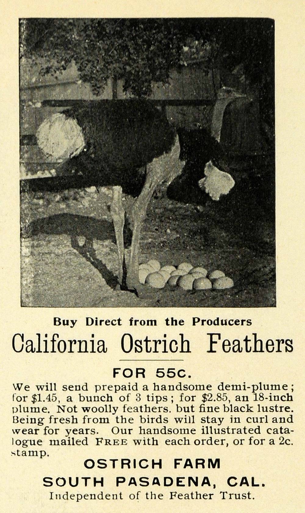 1899 Ad Pasadena California Ostrich Feathers Pricing - ORIGINAL ADVERTISING LOS1