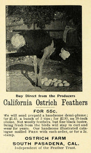 1899 Ad Pasadena California Ostrich Feathers Pricing - ORIGINAL ADVERTISING LOS1