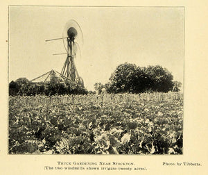 1901 Print Farm Field Crop Windmill Stockton California ORIGINAL HISTORIC LOS1