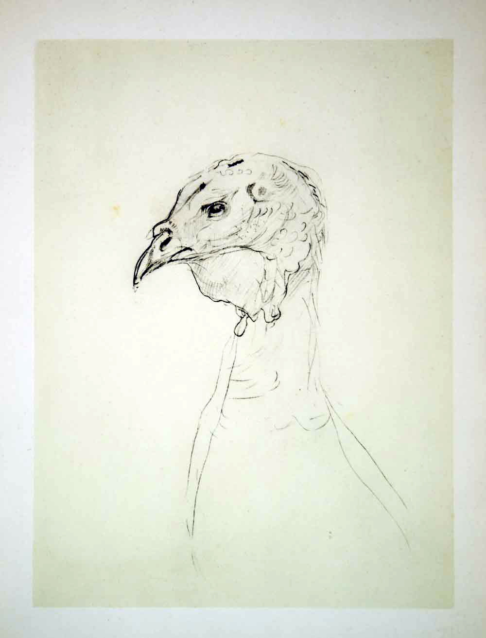 1951 Lithograph Henri de Toulouse-Lautrec Dinde Turkey Bird Book Illustration