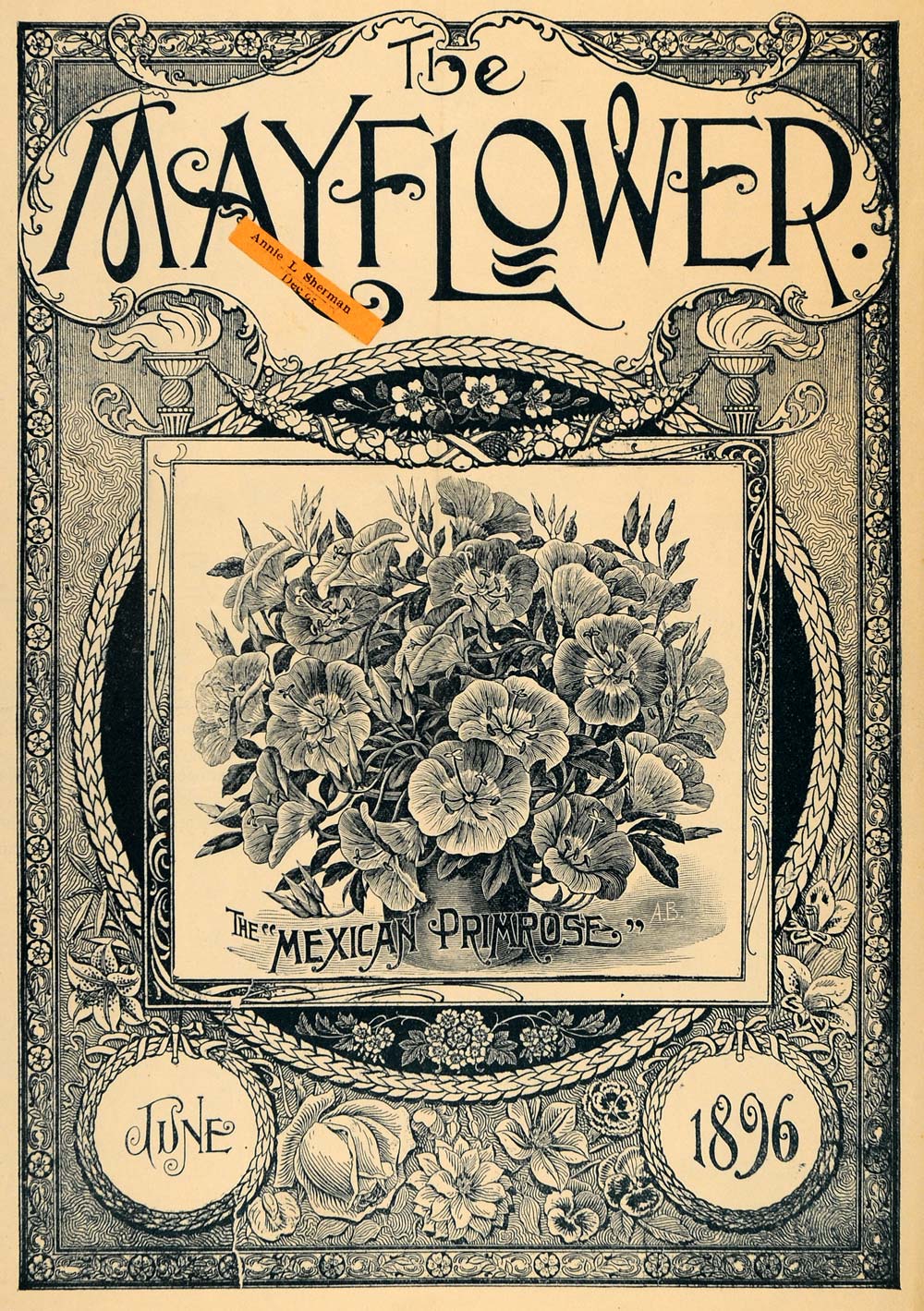 1896 Cover Mexican Primrose Flower Bloom Blossom Garden - ORIGINAL MAY1