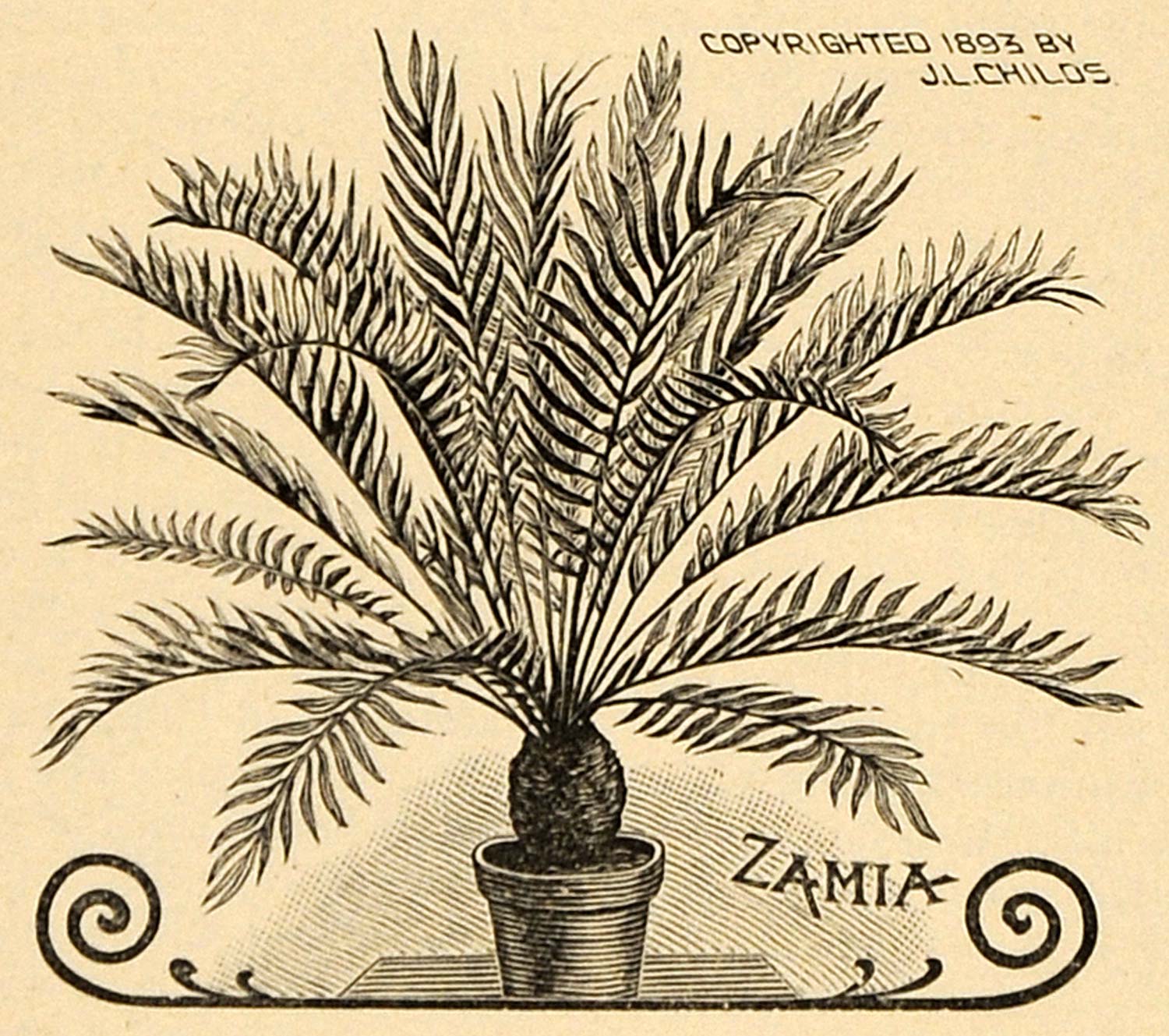 1899 Print J. Childs Zamia House Plant Shrub Botanical ORIGINAL HISTORIC MAY1
