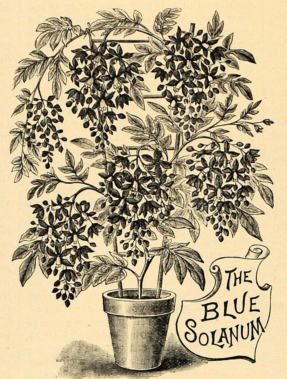 1896 Print Solanum House Plant Botanical Nightshade Art ORIGINAL HISTORIC MAY1