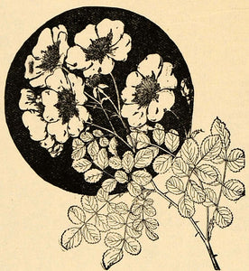 1896 Print Rosa Wichuraiana Memorial Rose Garden Flower ORIGINAL HISTORIC MAY1