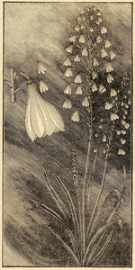 1896 Print Hyacinth Flower Garden Bulb Apollo Myth God ORIGINAL HISTORIC MAY1