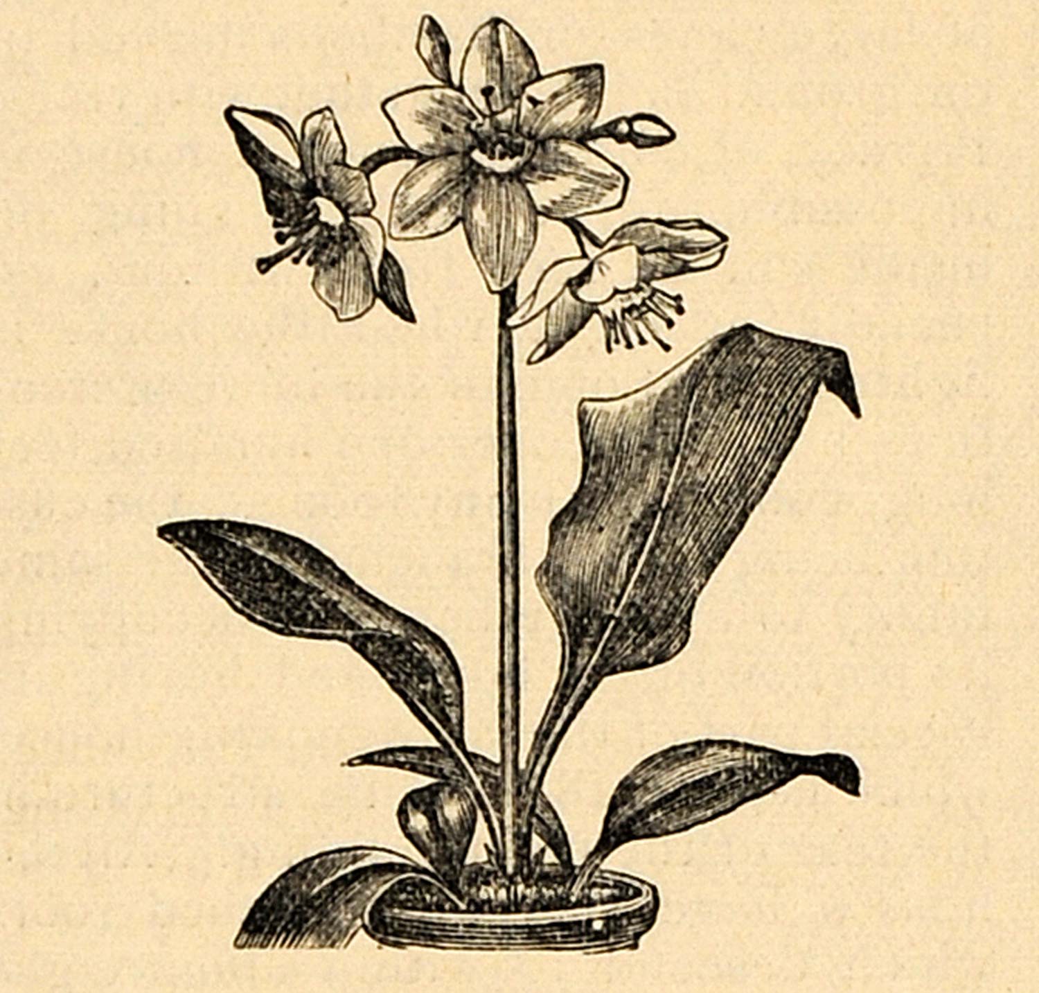 1896 Print Eucharis Bulb Flower Garden Plant Botanical ORIGINAL HISTORIC MAY1