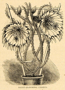 1896 Print Nightblooming Cereus Flowers Art Hawaii - ORIGINAL HISTORIC MAY1