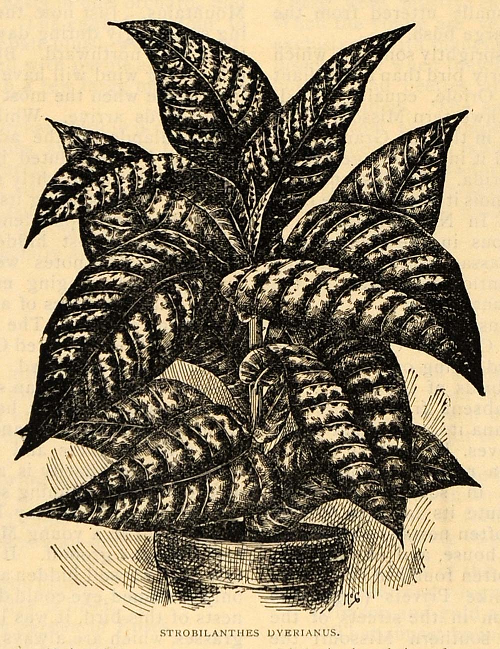 1896 Print Strobilanthes Dyerianus Flowers Acanthaceae ORIGINAL HISTORIC MAY1