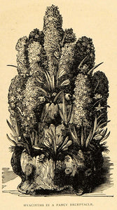 1896 Print Dutch Hyacinths Flowers Asparagaceae Family Floral Botanical MAY1