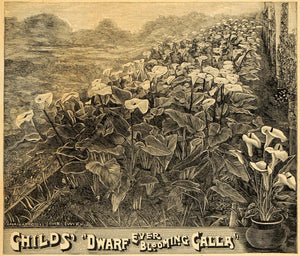 1893 Print Blooming Calla Flowers Bog Arum Art Marsh - ORIGINAL HISTORIC MAY1
