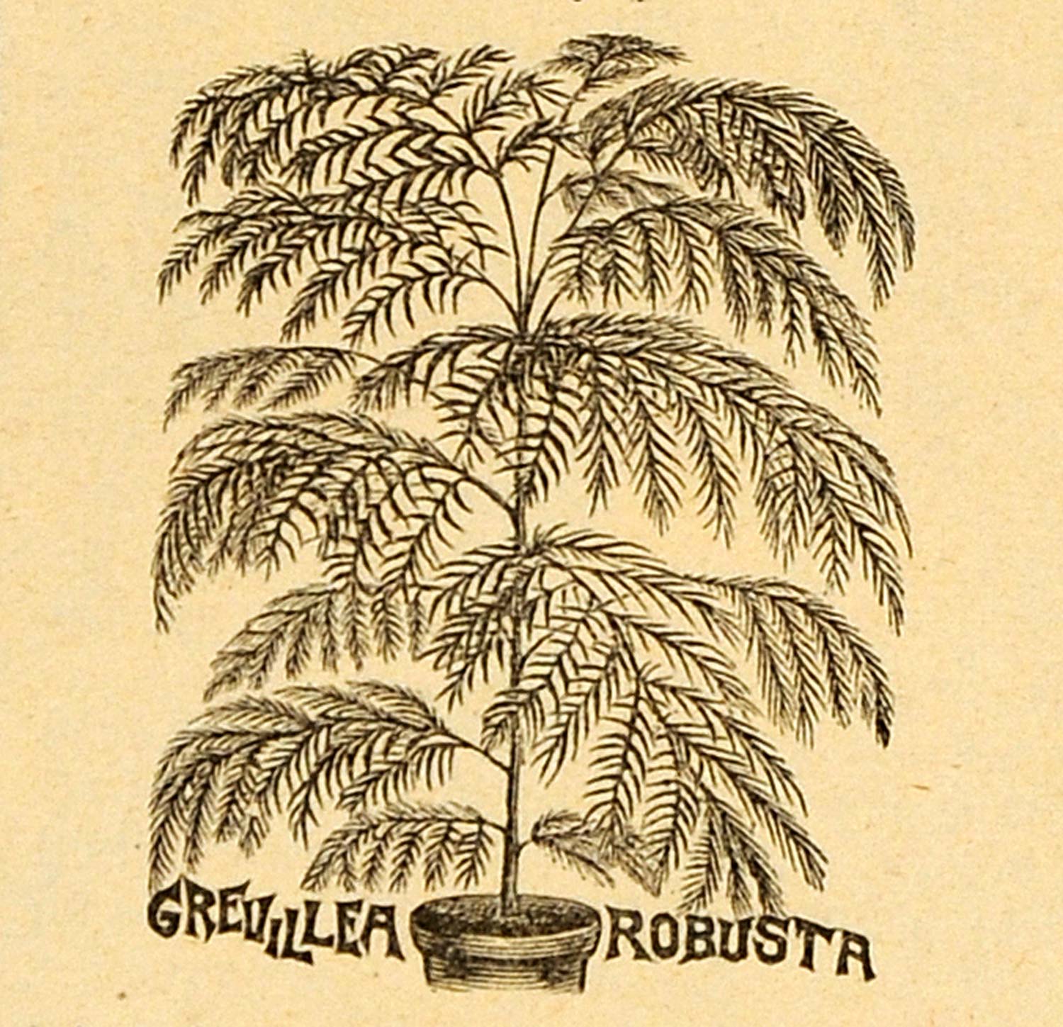 1893 Print Grevillea Robusta Plant Southern Silky Oak - ORIGINAL HISTORIC MAY1