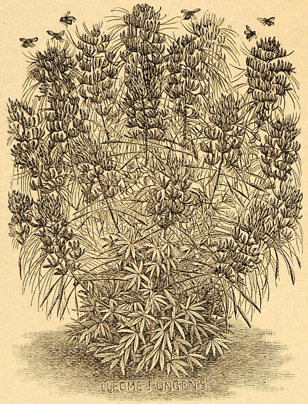 1893 Print Cleome Pungens Alba Flowers Art - ORIGINAL HISTORIC IMAGE MAY1
