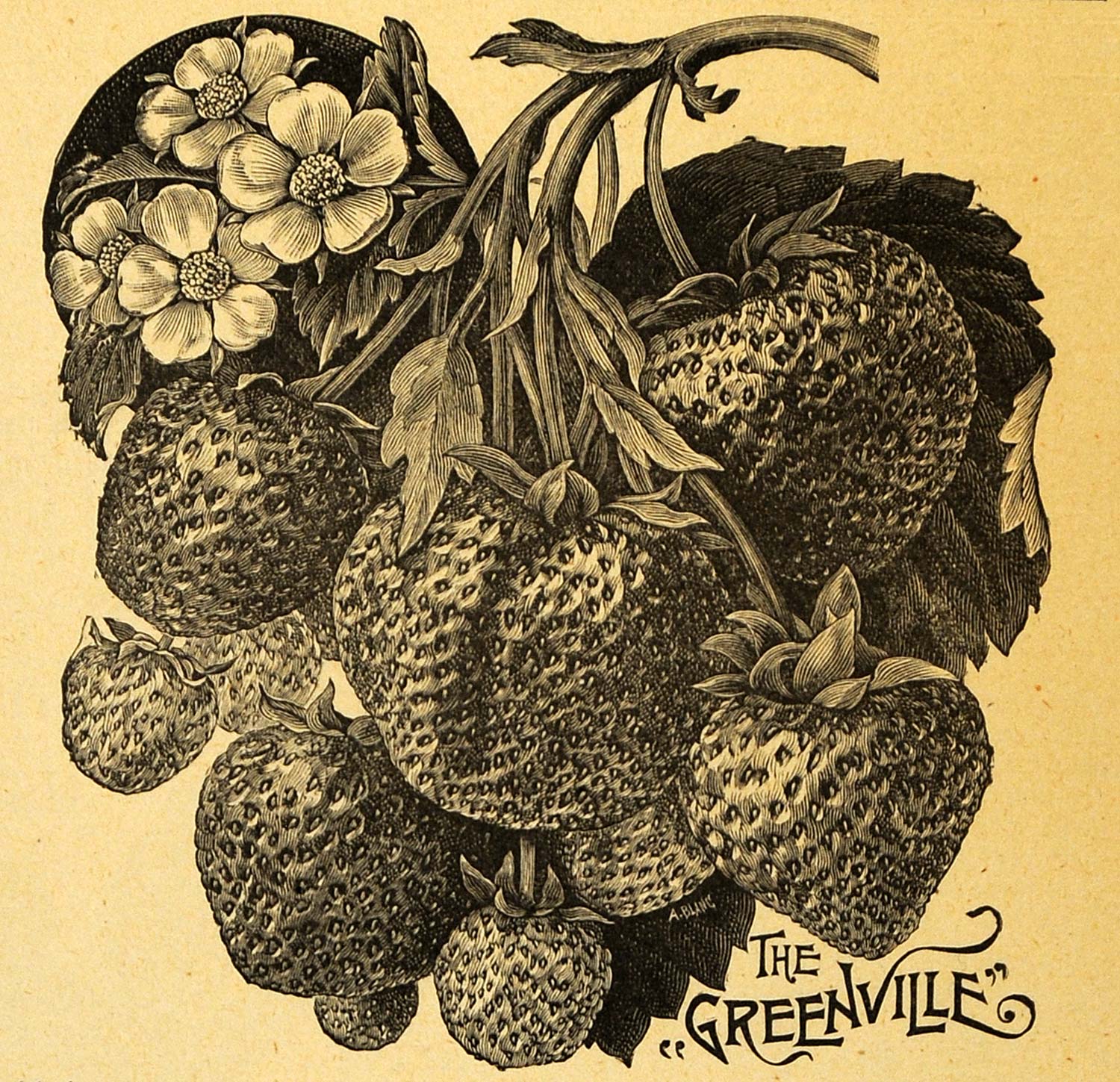 1893 Print Greenville Strawberry Fruit Fragaria Art - ORIGINAL HISTORIC MAY1