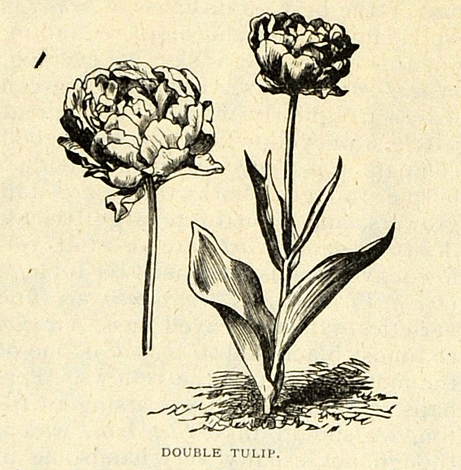 1893 Print Double Tulip Flowers Bulbous Plant Art - ORIGINAL HISTORIC IMAGE MAY1