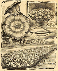 1893 Print Fenzlia Dianthiflora Flower Art J. L. Childs ORIGINAL HISTORIC MAY1