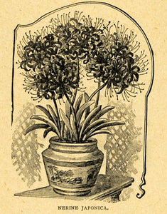 1893 Print Nerine Japonica Flowers Bulb Plant Art - ORIGINAL HISTORIC IMAGE MAY1