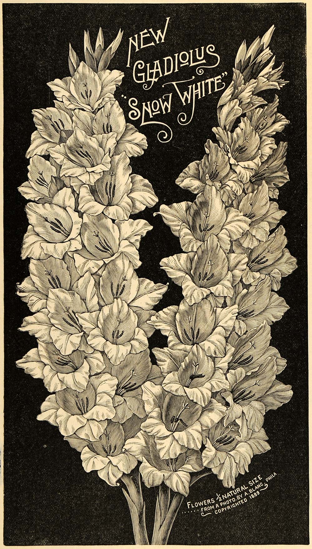 1892 Print Gladiolus Snow White Flowers Sword Lily Art ORIGINAL HISTORIC MAY1