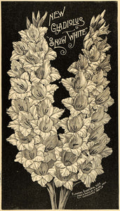 1892 Print Gladiolus Snow White Flowers Sword Lily Art ORIGINAL HISTORIC MAY1
