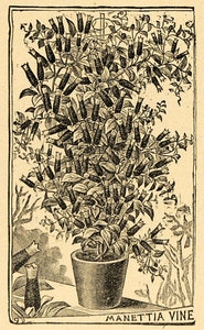 1895 Print Manettia Vine Liana Herbs Rubiaceae Family - ORIGINAL HISTORIC MAY1