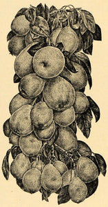 1895 Print Le Conte Pear Fruit Art Hermaphrodite Flower ORIGINAL HISTORIC MAY1