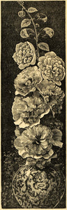 1895 Print Alcea Flowers Hollyhocks Malvaceae Family - ORIGINAL HISTORIC MAY1