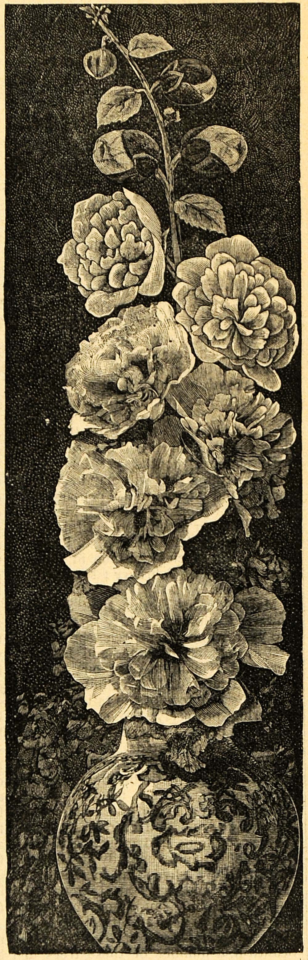 1895 Print Alcea Flowers Hollyhocks Malvaceae Family - ORIGINAL HISTORIC MAY1